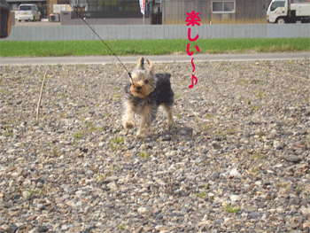 c0143711_15401195.gif