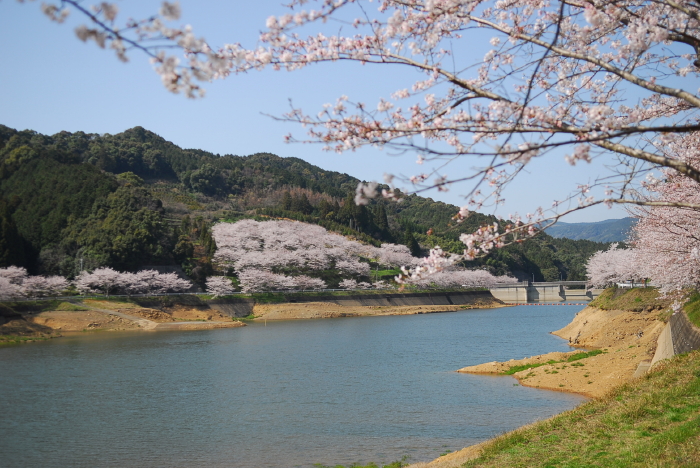 サクラサク_d0047811_20405498.jpg