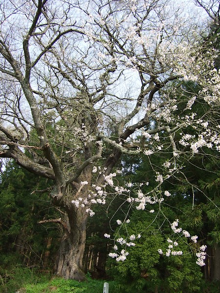 宮野目の畑蒔き桜_e0141012_21514138.jpg