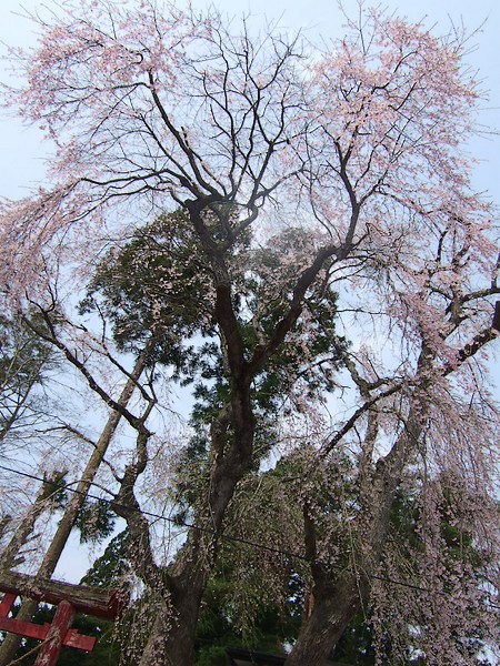 村兵稲荷の桜_e0141012_21565287.jpg