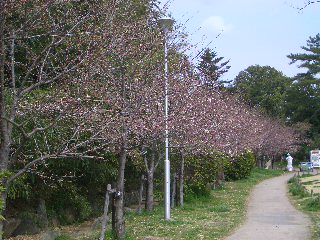 春の日々_e0136815_0353624.jpg
