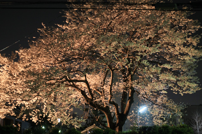 夜桜（手持ち＾＾；）_d0142120_201157.jpg