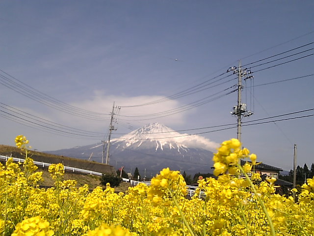富士山と菜の花と桜と_b0093221_244692.jpg