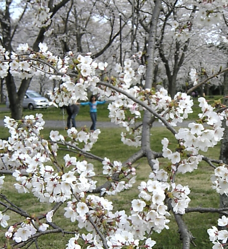 富士山と菜の花と桜と_b0093221_3112845.jpg