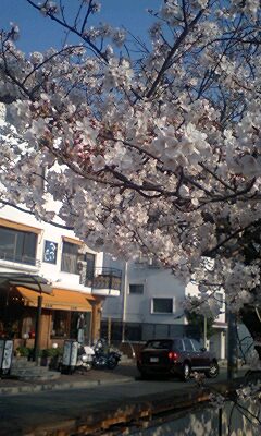 桜とジャム…_f0126121_23301483.jpg