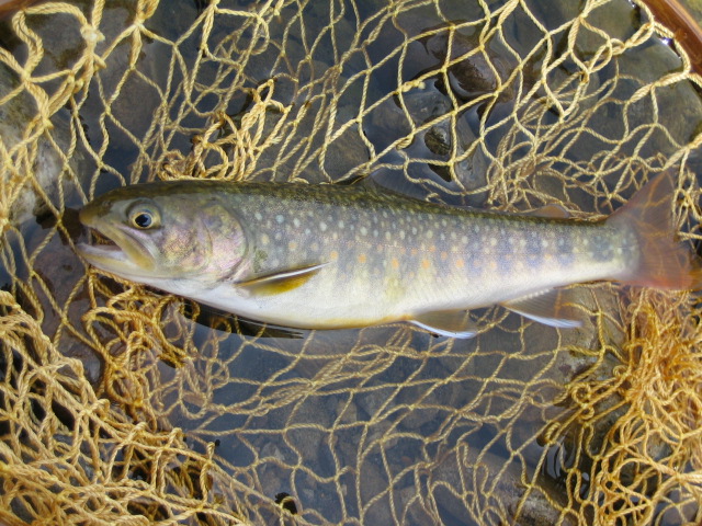 e0063923_0485969.jpg