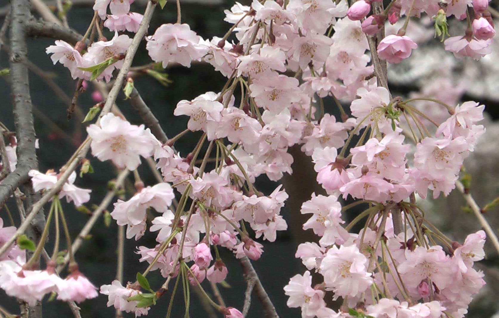 透き通りそうなピンクの桜。。。枝垂れ桜_f0153529_15312079.jpg