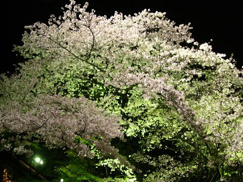 毎年恒例の八芳園の桜。_d0062132_1854641.jpg