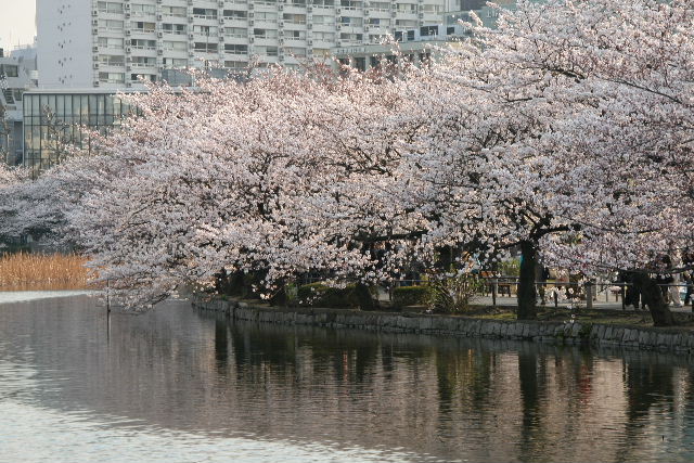 不忍池の桜_e0064133_1323095.jpg