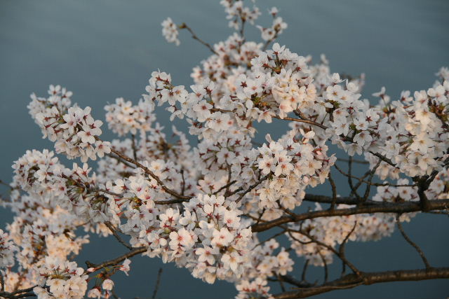 不忍池の桜_e0064133_134065.jpg