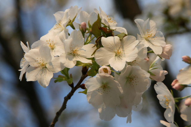 不忍池の桜_e0064133_1344389.jpg