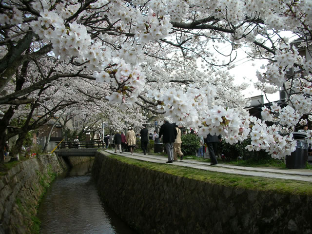 今日の桜(2)_a0029238_23211430.jpg