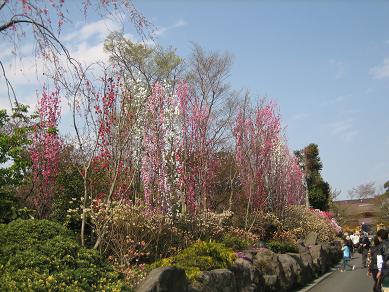 メンチカツとお花見_b0086939_2151782.jpg