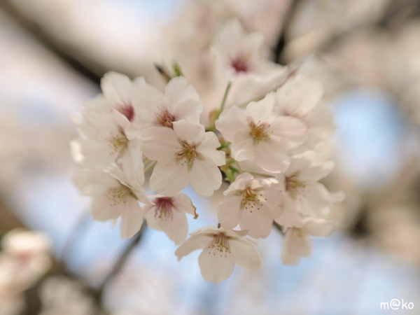 青葉の森 de お花見_f0031839_17384824.jpg