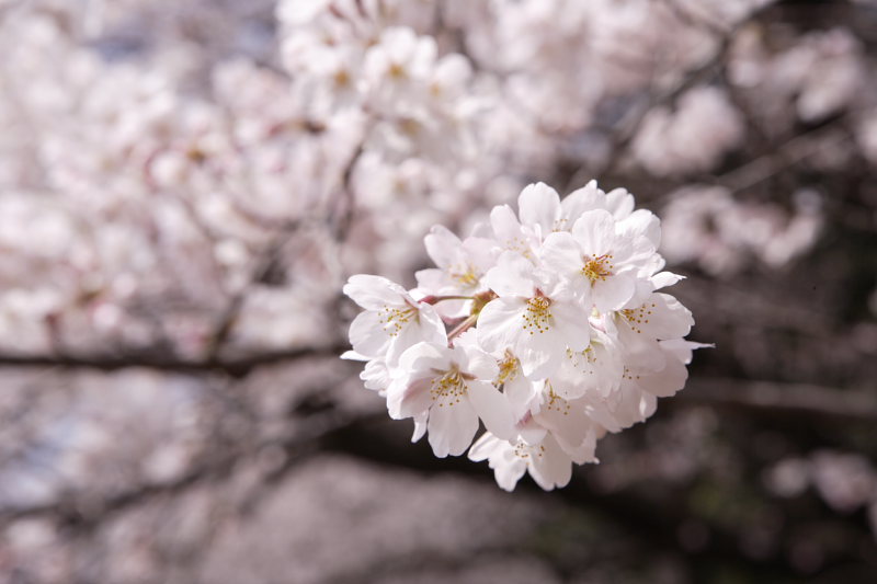 ニパポ・春のウエディング＆砧の桜_e0143240_23361498.jpg