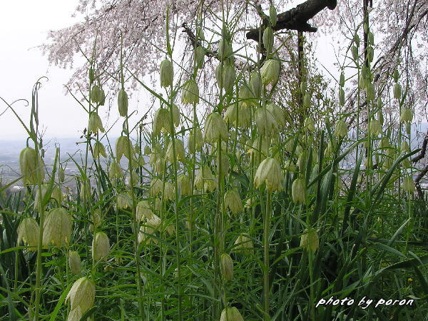 地蔵禅院の枝垂れ桜です。_c0137342_102860.jpg