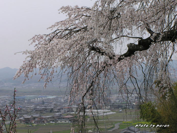 地蔵禅院の枝垂れ桜です。_c0137342_9545580.jpg