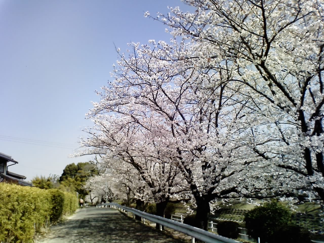 桜２_a0049047_10513741.jpg