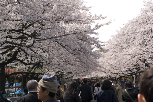 撮影会お散歩～上野公園お花見～_f0140647_253967.jpg