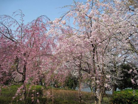 東京散歩 洗足池公園編_c0004750_18362171.jpg