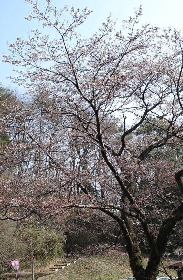 宇都宮市八幡山～さくら情報♪_f0041850_1583230.jpg