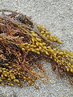 e0085052_17254185.jpg