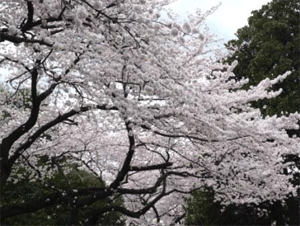 酷似エンパイアステートビルと桜_a0044453_10421925.gif