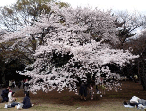 酷似エンパイアステートビルと桜_a0044453_10432426.gif