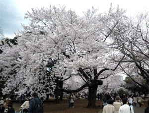 酷似エンパイアステートビルと桜_a0044453_10434481.gif