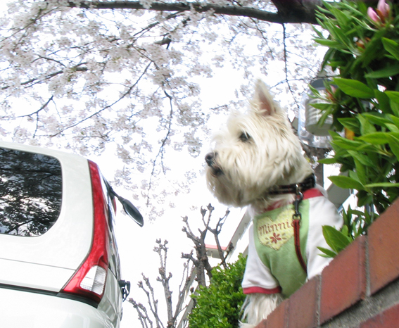 大阪の桜は・・・_d0134156_12245742.jpg