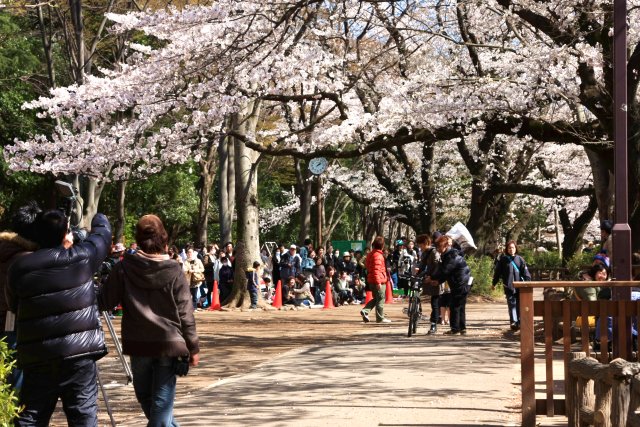 井の頭公園のさくら_f0044056_14121367.jpg