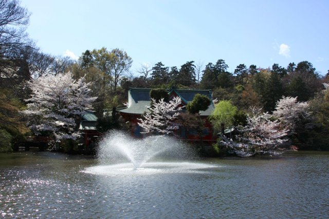 井の頭公園のさくら_f0044056_14171469.jpg