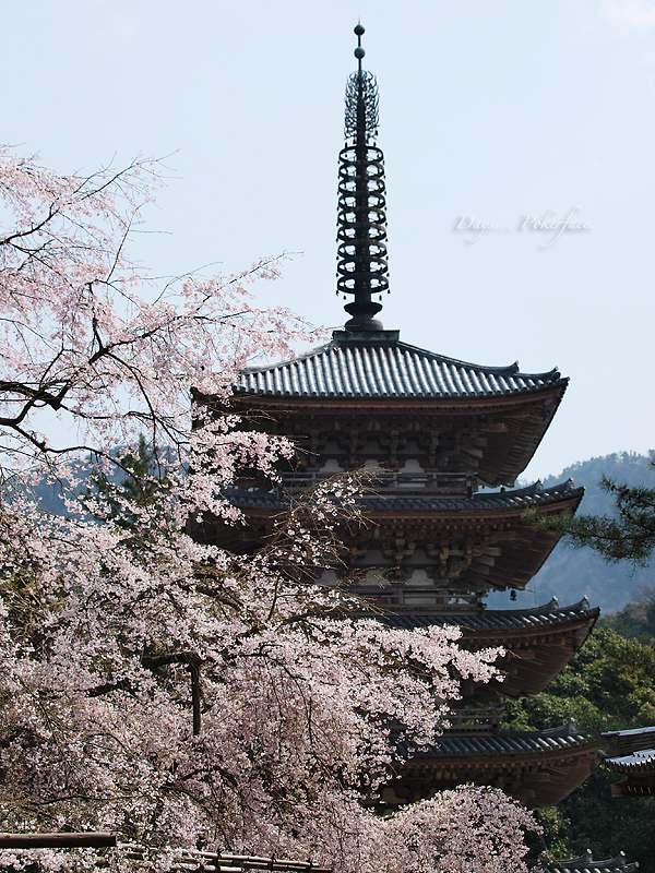 京の春 − 世界文化遺産 醍醐寺の桜_d0079559_19541143.jpg