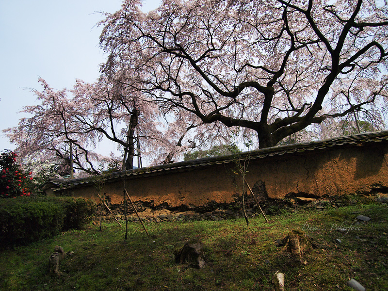 京の春 − 世界文化遺産 醍醐寺の桜_d0079559_2091845.jpg