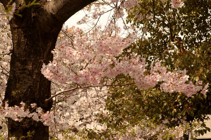 プチポタで桜見物_e0053660_1921915.jpg