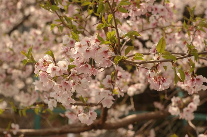 プチポタで桜見物_e0053660_192833.jpg