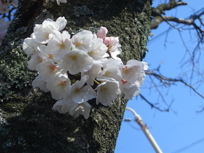 平和公園の桜_d0105063_19162143.jpg