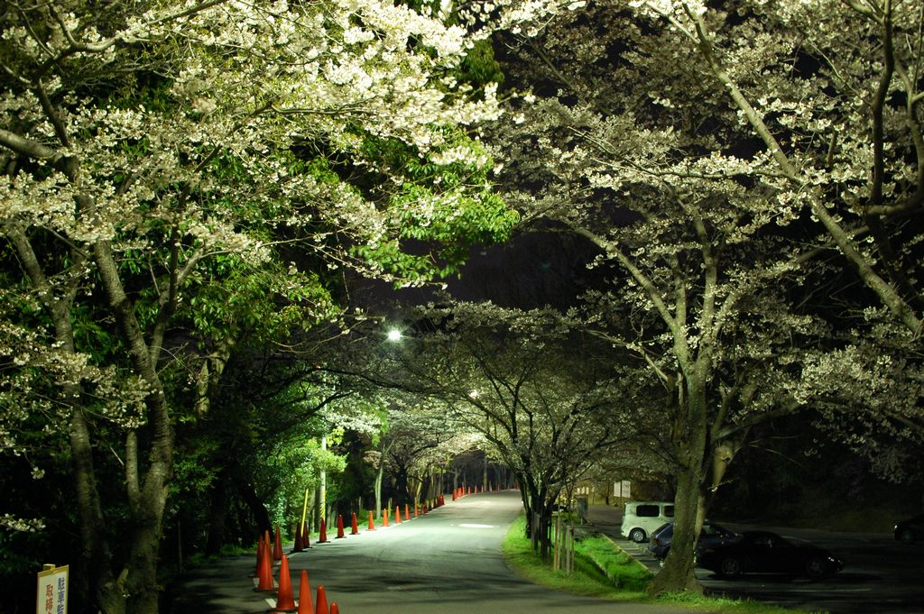 夜桜_d0151464_22271040.jpg