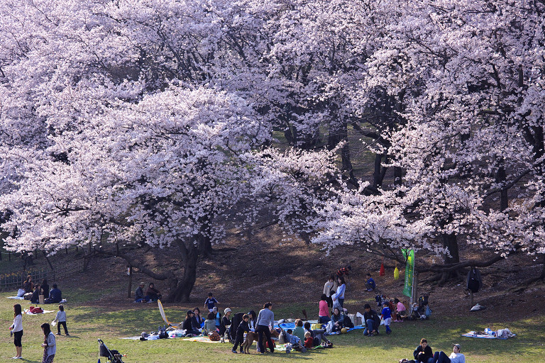 根岸森林公園ほか（4月3日）_c0057265_22333226.jpg