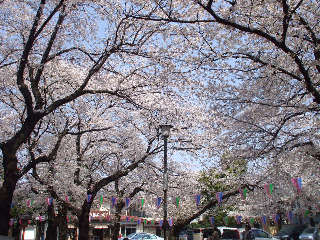 さくら咲く・連繋寺_a0105566_2130255.jpg