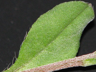 キュウリグサ(胡瓜草)_c0085874_17352713.jpg