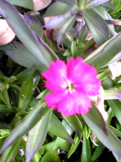 e0046477_1539292.jpg