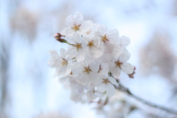 桜_b0131778_22412469.jpg