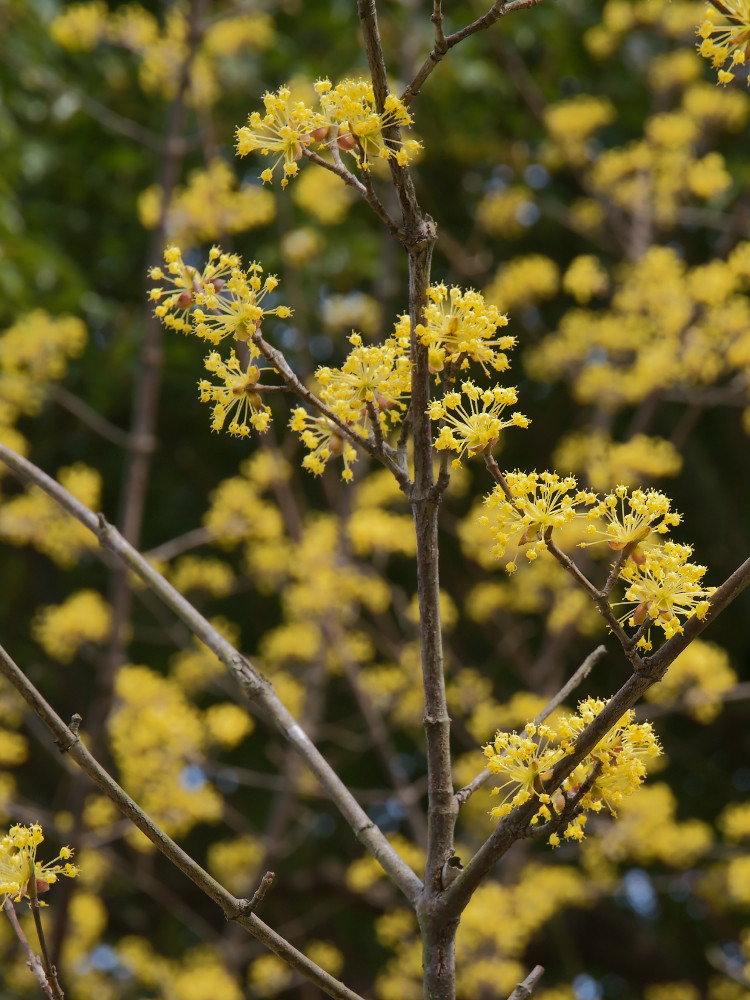 サンシュユ（山茱萸）　花もよし実もよし_a0083081_155985.jpg