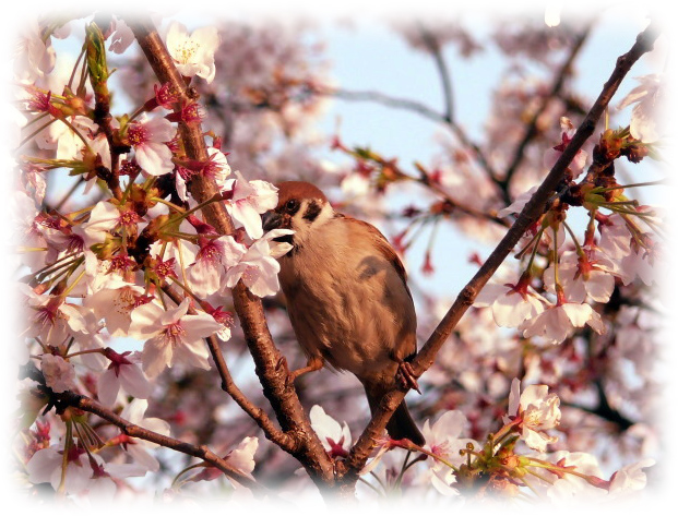 不忍の池の桜は今．．．_d0079081_22203783.jpg