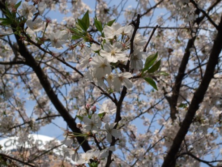 梅田付近の桜は．．．_e0138081_20134266.jpg