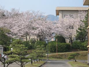 鹿児島国際大学で入学式。新入生を桜が祝う！_e0130185_22252981.jpg