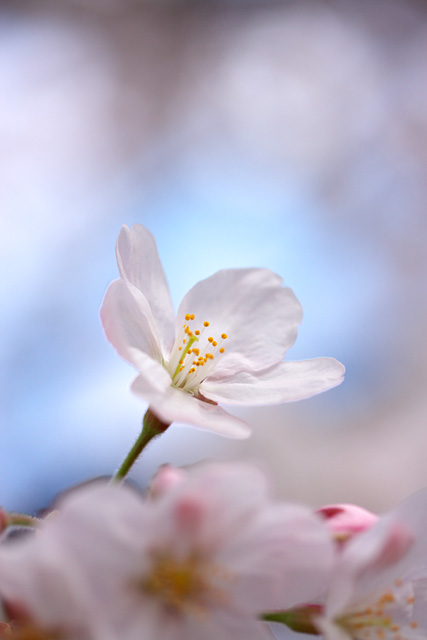 桜色の夢　　　- Softly, as in a morning sunrise -_b0067789_00025.jpg