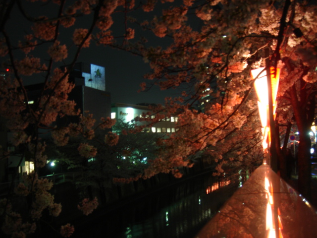 夜桜_f0091590_353716.jpg