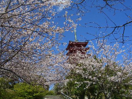 将棋だぁ～_e0077899_6162126.jpg